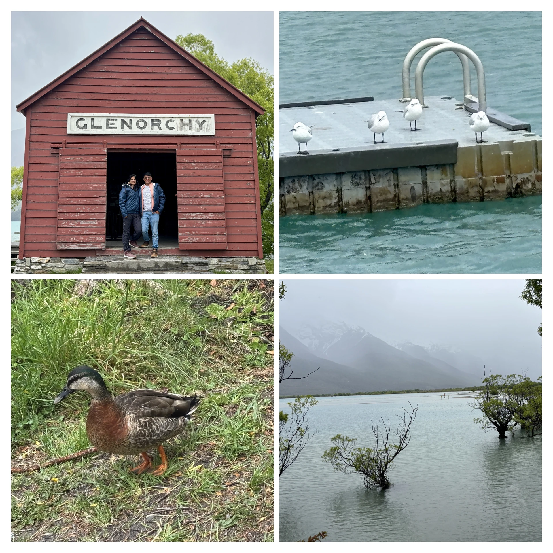 Iconic red Glenorchy Hut and native ducks waddling along the water
