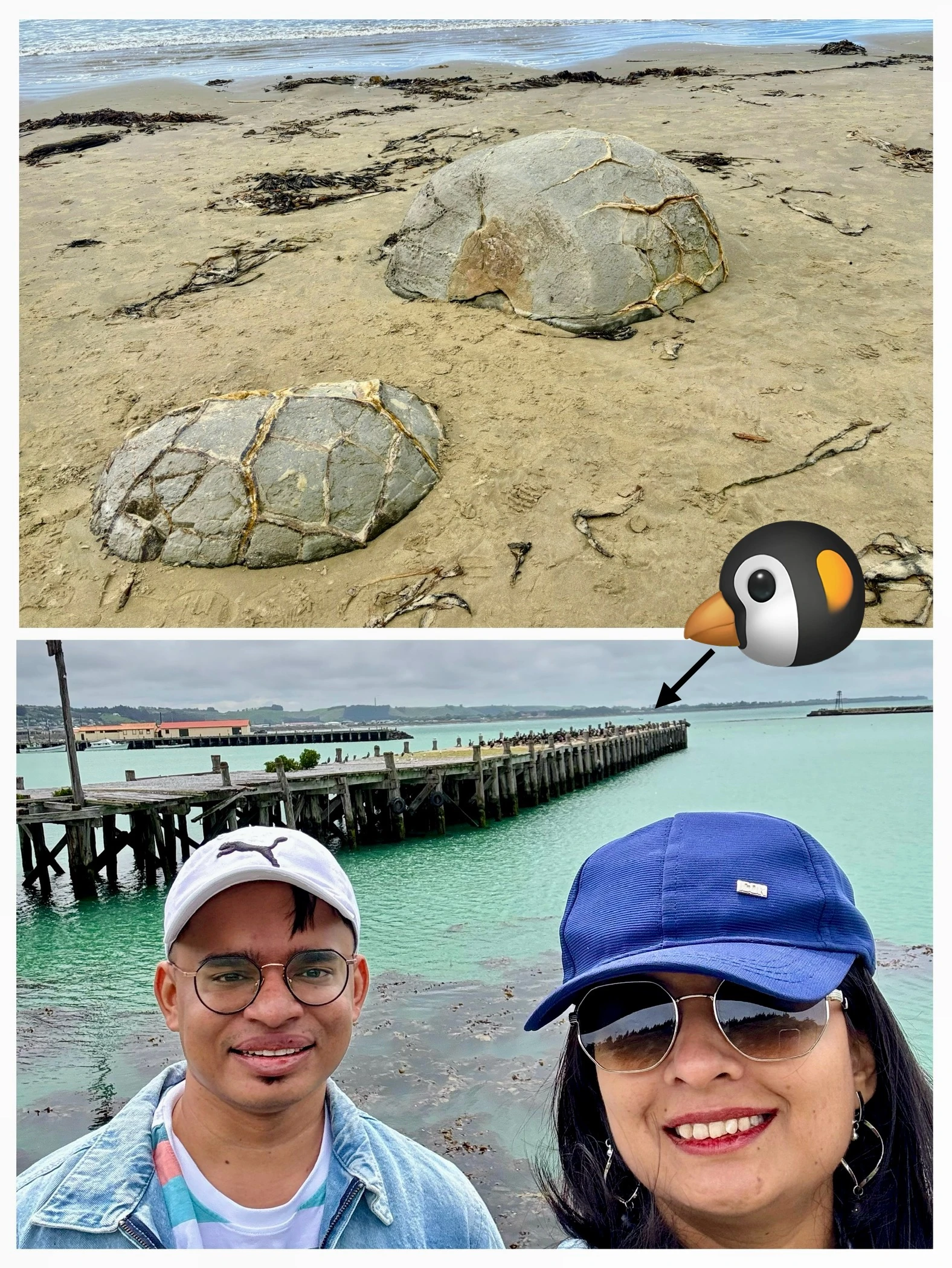 Moeraki Boulders and penguin colony waddling on South Island beach