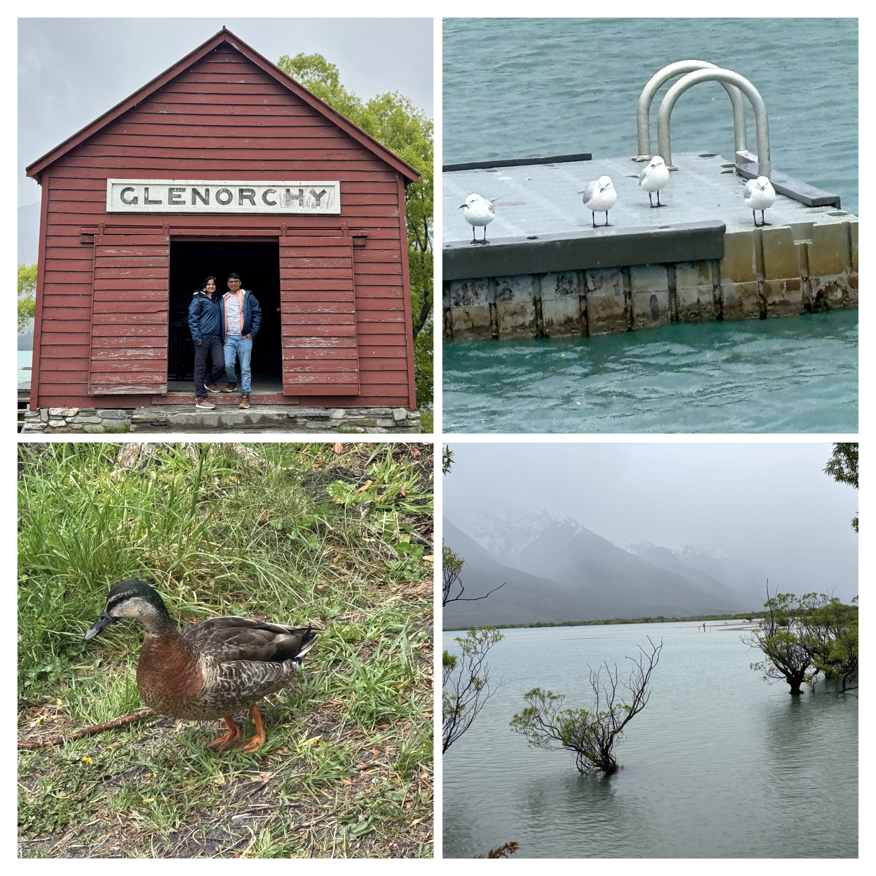 Iconic red Glenorchy Hut and native ducks waddling along the water