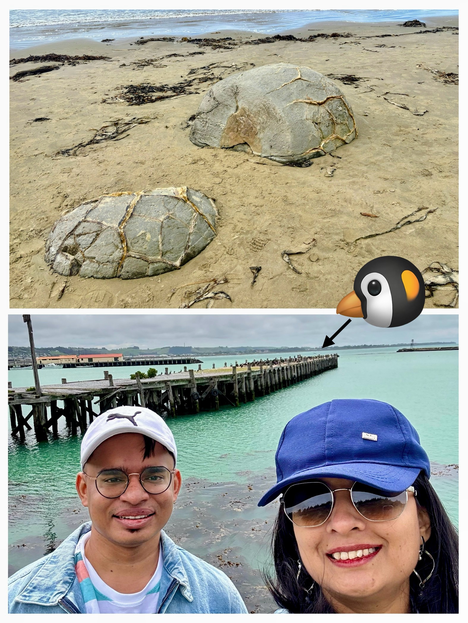 Moeraki Boulders and penguin colony waddling on South Island beach